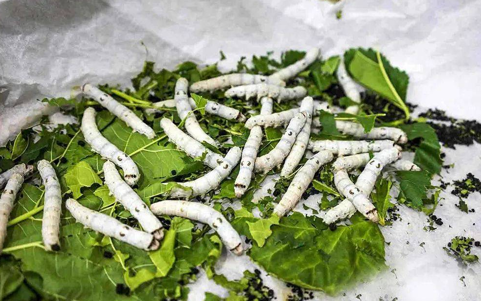 野蠶能和家蠶一起養嗎? 有哪些需要注意的?