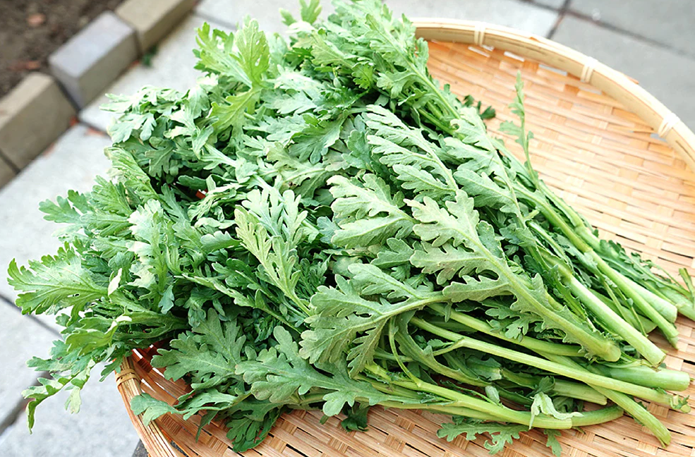 秋冬大棚茼蒿種植技術要點有哪些?