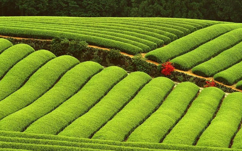 種植烏龍茶的土壤條件?有什么要求?