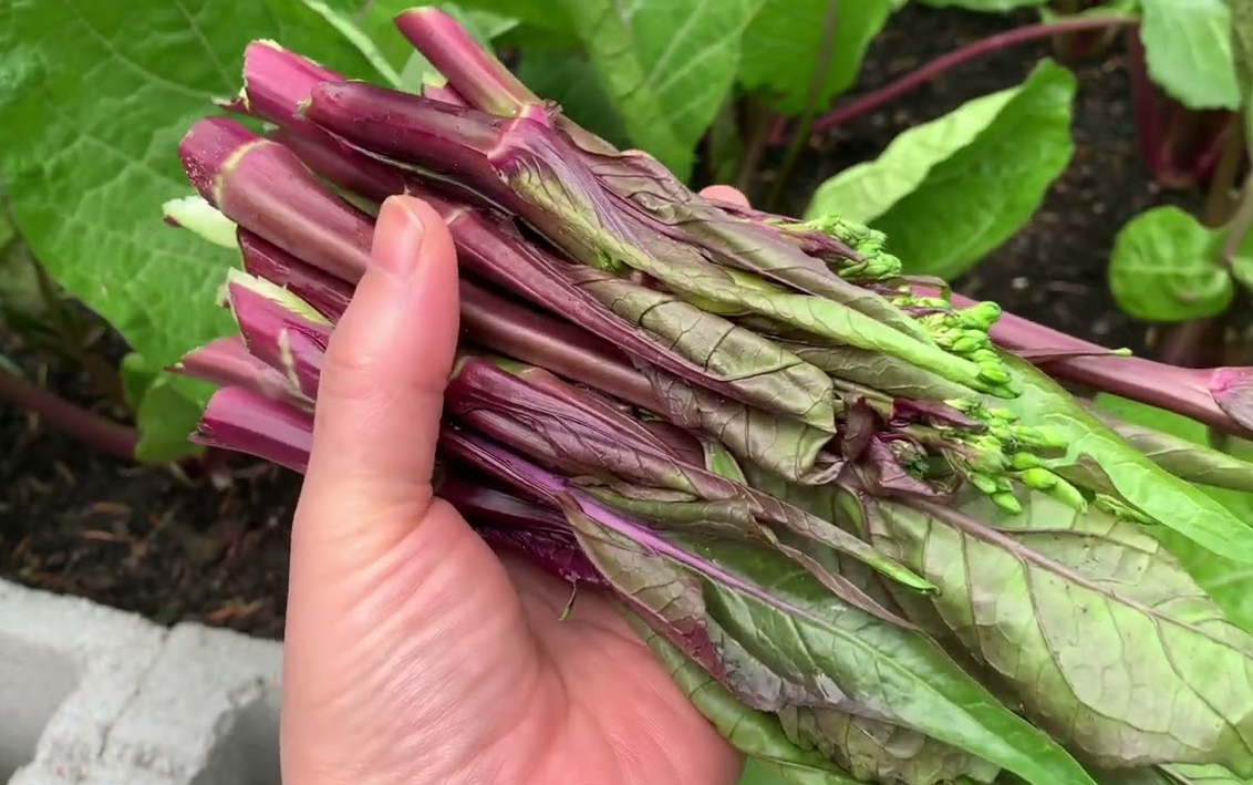 紅菜苔病蟲害防治方法?有哪些需要注意的?