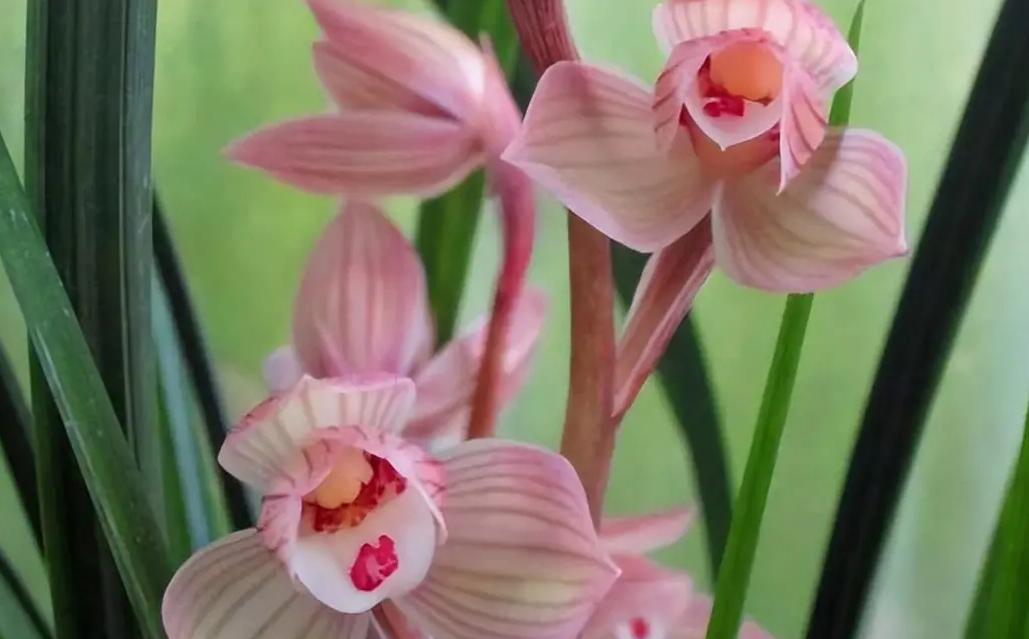 鳳月荷是什么品種?如何種植更好?
