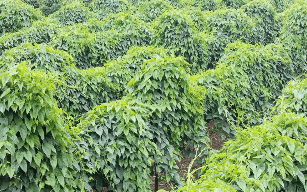 中國最大的山藥種植基地的哪里?