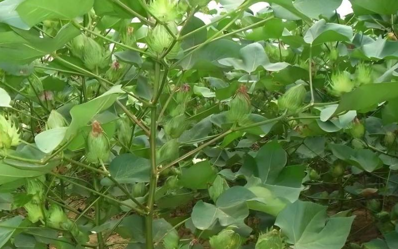 轉基因棉花不同生育期的抗蟲性如何?