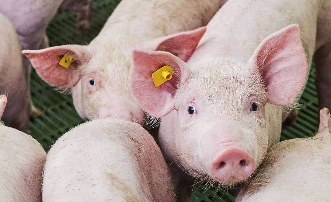 如何降低養豬飼料成本,有哪些措施?