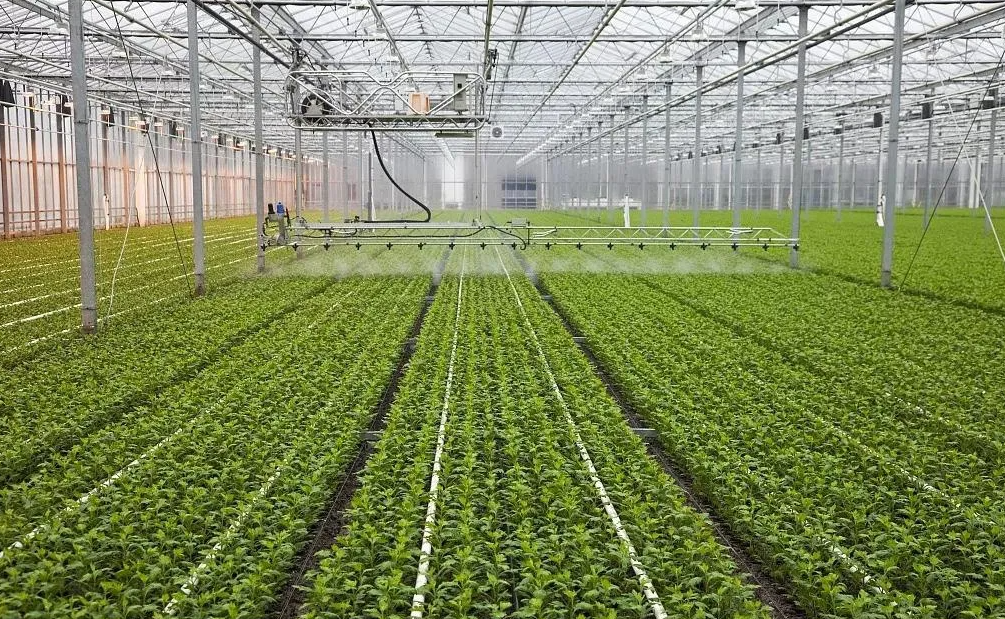防治大棚菜氨氣危害的主要措施有哪些?