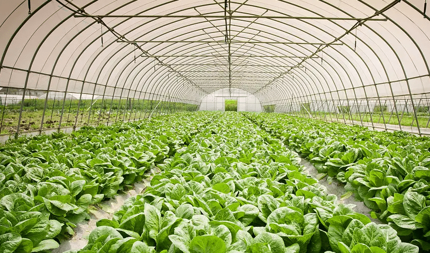 防治大棚菜氨氣危害的主要措施有哪些?