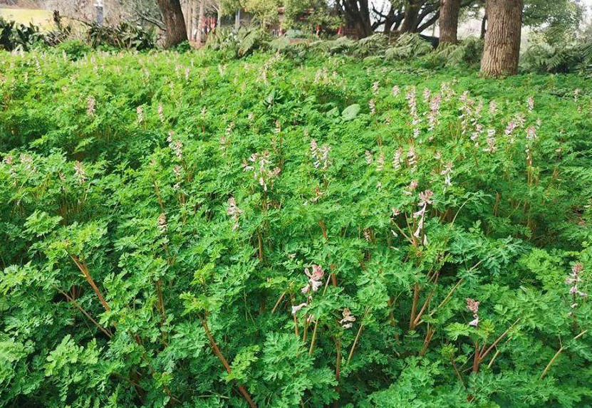 珠果紫堇的生態(tài)環(huán)境如何?分布在哪些地方?