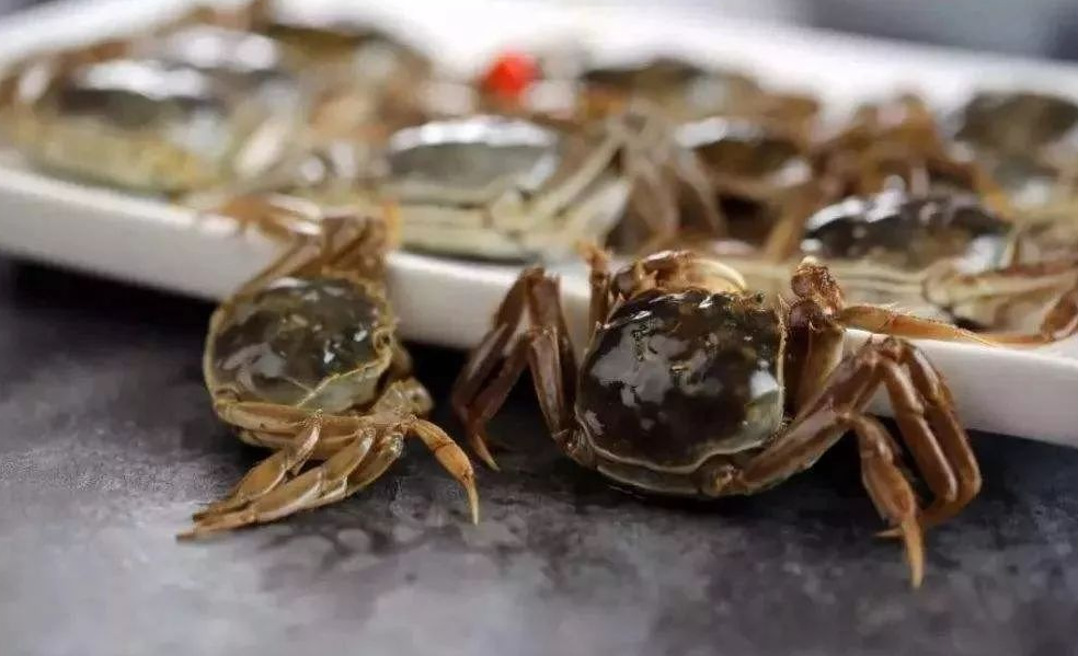 春季河蟹爬邊上岸的原因?有哪些解決辦法?