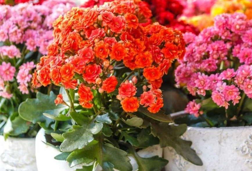 什么叫花卉的入室?對花會有什么影響?