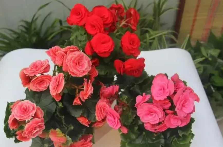 什么叫花卉的入室?對花會有什么影響?