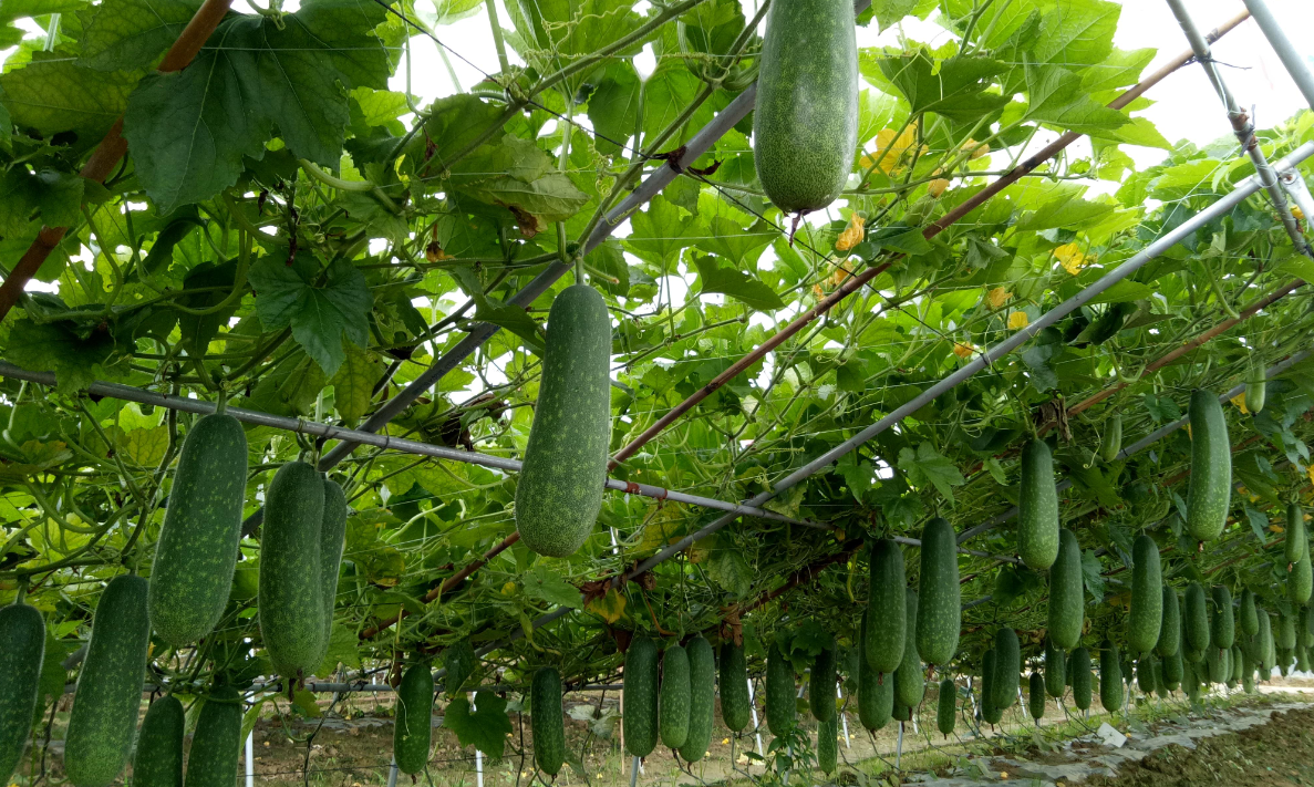 節瓜生長特點和栽培技術分享