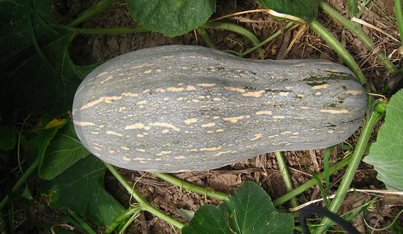蜜本南瓜產(chǎn)地和栽培技術(shù)介紹