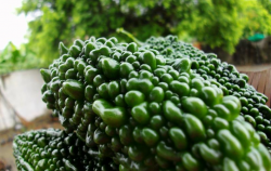 <strong>黑苦瓜種植技術分享，有哪些注意要點？</strong>
