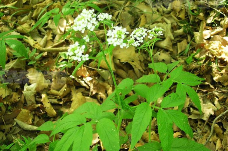 白花碎米薺的形態特征是怎樣的?花期可以開多久?