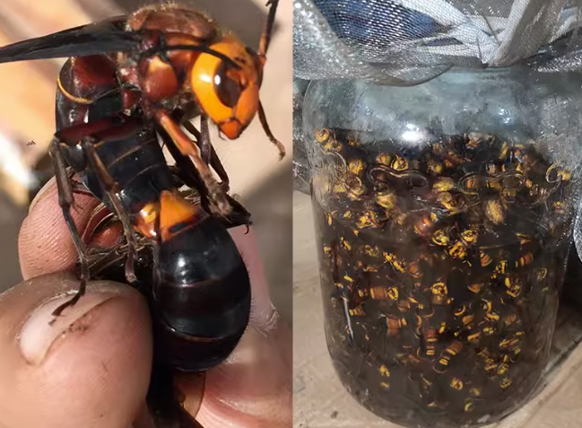 虎頭蜂對生態壞境有什么要求?有什么作用或價值?