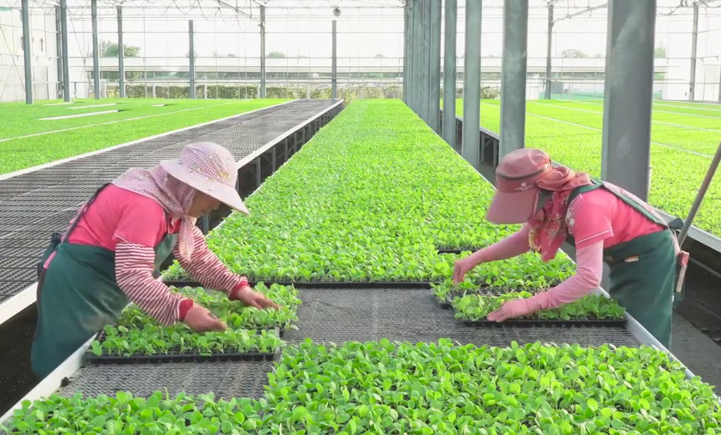 蔬菜育苗時閃苗的原因和防治有哪些?