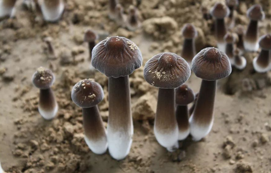 如何減少食用菌蟲害?有哪些措施?