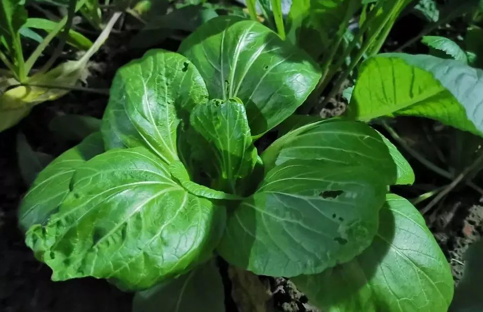 怎樣防治青菜跳甲、青蟲(chóng)?有哪些辦法?