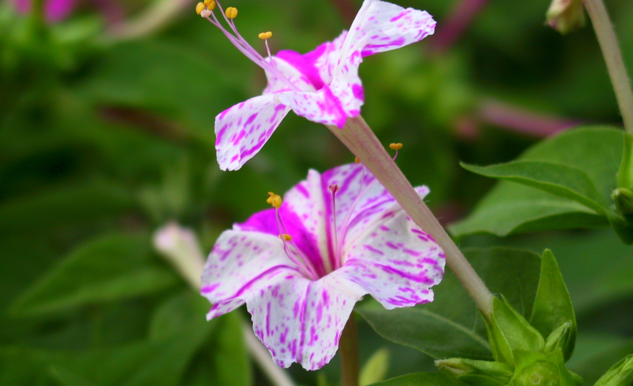 紫茉莉是茉莉花嗎?有哪些生長習性?