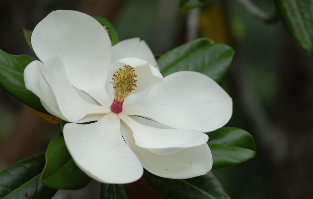 白蘭花是哪個國家的國花?如何種植?
