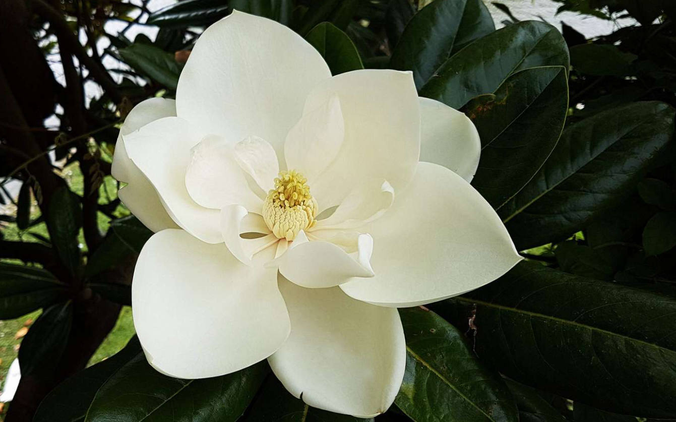 白蘭花是哪個國家的國花?如何種植?