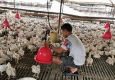 <strong>肉雞的飲食習性是什么？如何飼養？</strong>