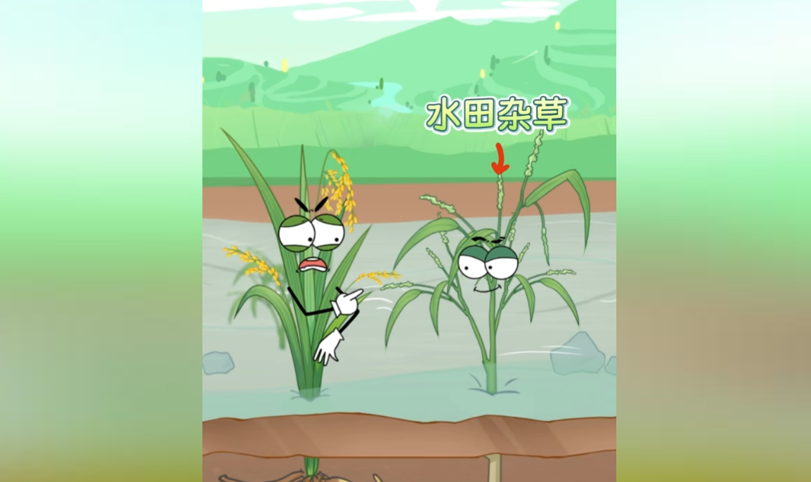 水稻和鴨子一起養殖有哪些好處?