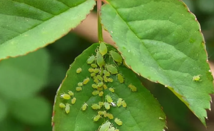花卉的病蟲害分哪幾類?如何防治?