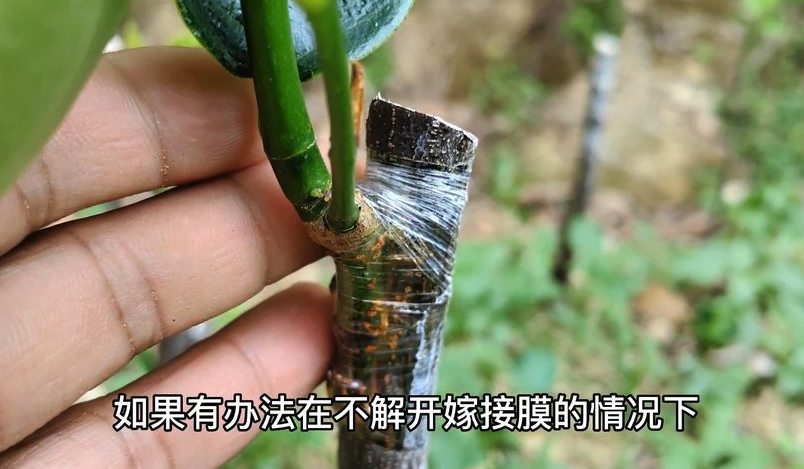 枇杷如何嫁接才能提高嫁接存活率?嫁接后如何管理?