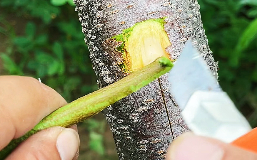 枇杷如何嫁接才能提高嫁接存活率?嫁接后如何管理?