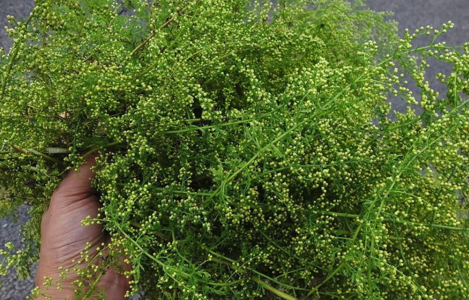 蚊子草如何種植?適于什么環(huán)境?