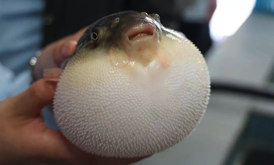 河豚皮是什么?有哪些特點?