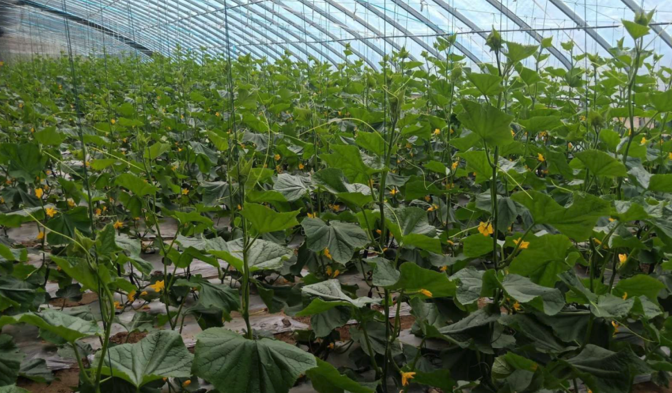 大棚種植蔬菜追肥技巧介紹,需要注意什么?