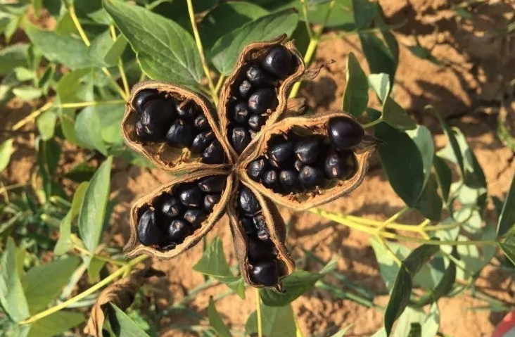 牡丹種子的培育和種植的操作方法是什么?