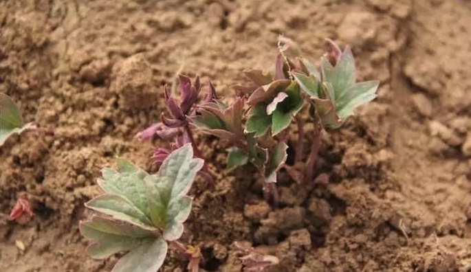 牡丹種子的培育和種植的操作方法是什么?