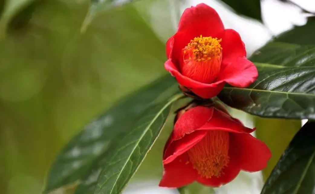 茶花疏蕾時(shí)間和方法介紹,有哪些需要注意的?