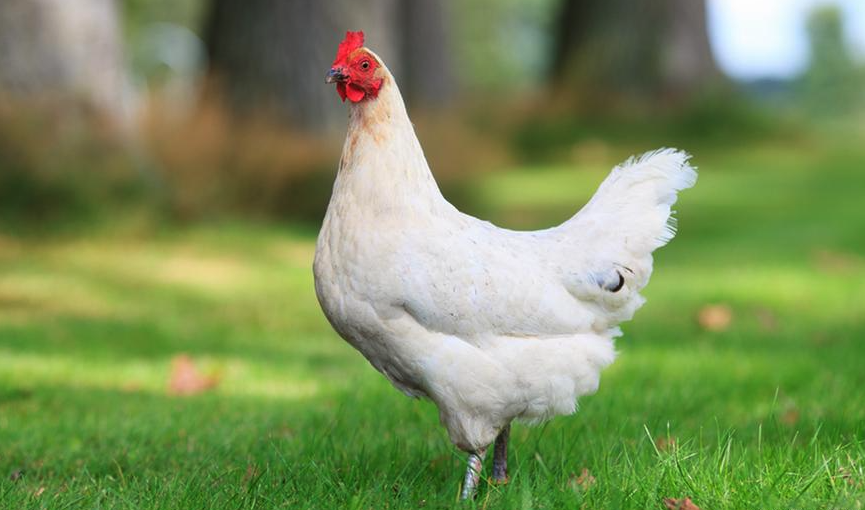夏季高溫如何保證肉雞的成活率?