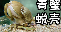 <strong>螃蟹是如何脫殼的？青蟹跟大閘蟹有什么區別之處？</strong>