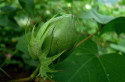 <strong>棉花的蕾期是什么時(shí)候？需要怎么去管理？</strong>