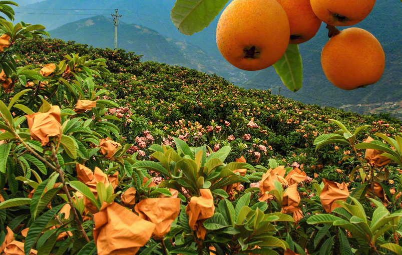 種植枇杷是在平地好還是山地好?