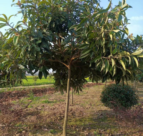 種植枇杷是在平地好還是山地好?