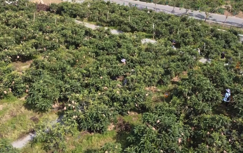 種植枇杷的園地應該如何規劃更加完善?