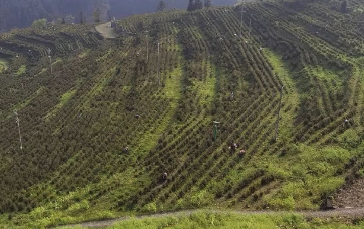 種植枇杷的園地應該如何規劃更加完善?