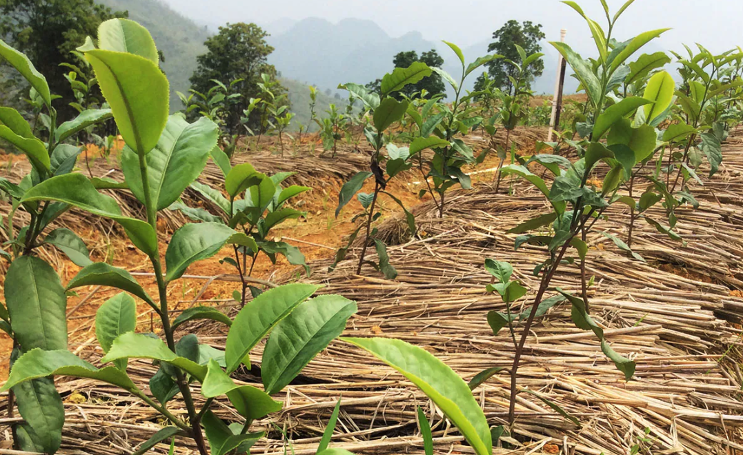 茶苗怎么解決病蟲害,有哪些防治措施?