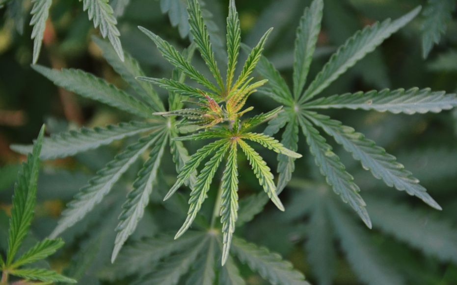 黃麻種植前景和栽培技術有哪些?