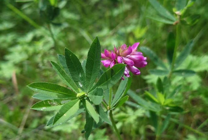 植物野火球對生態環境有什么要求?形態特征是怎樣的?