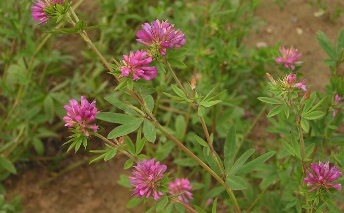 植物野火球對生態環境有什么要求?形態特征是怎樣的?
