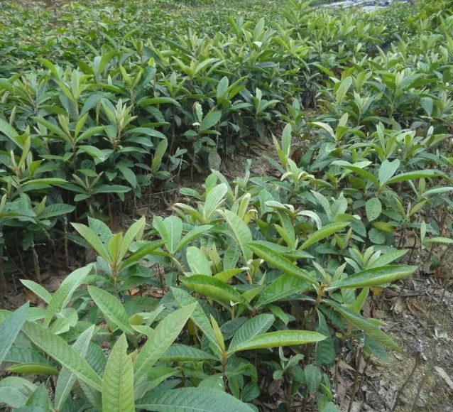 枇杷栽植期栽植需要注意什么?