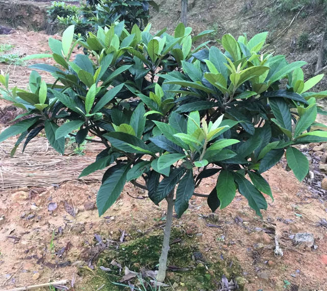 枇杷栽植期栽植需要注意什么?