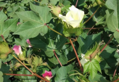 <strong>棉花的花鈴期應(yīng)該如何管理？需要注意哪幾個(gè)要點(diǎn)？</strong>
